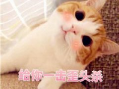 小猫头像图片大全可爱