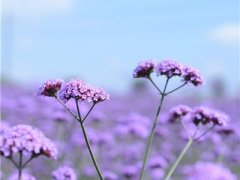 微信头像花朵图片真实唯美